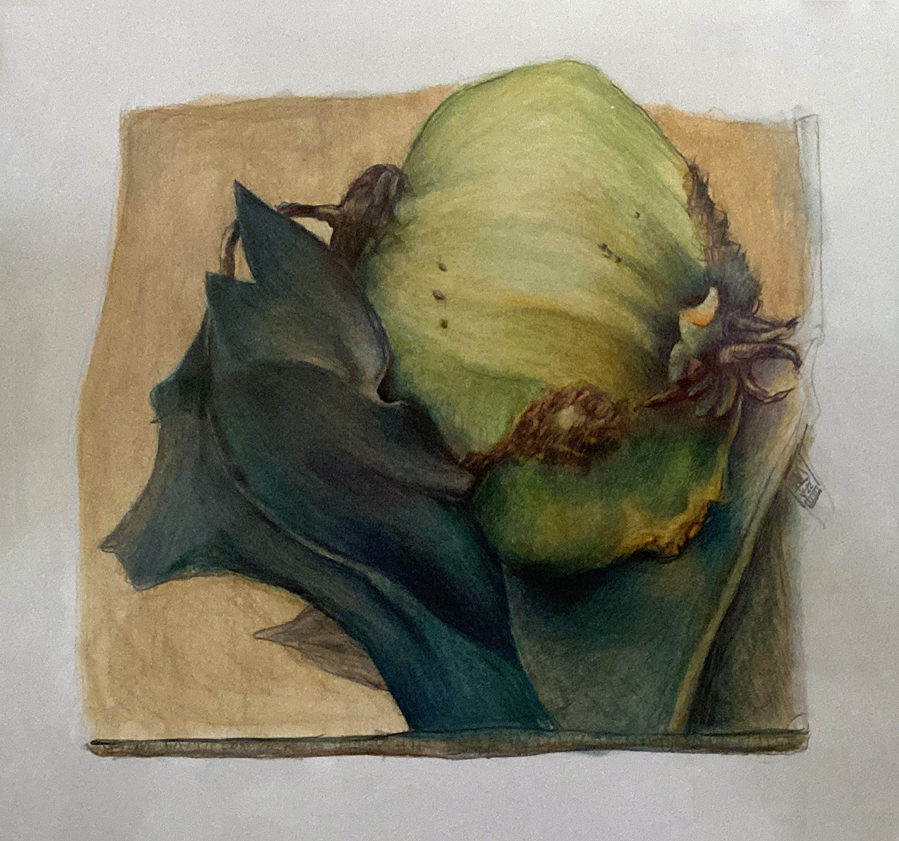 Fenchel – Aquarell